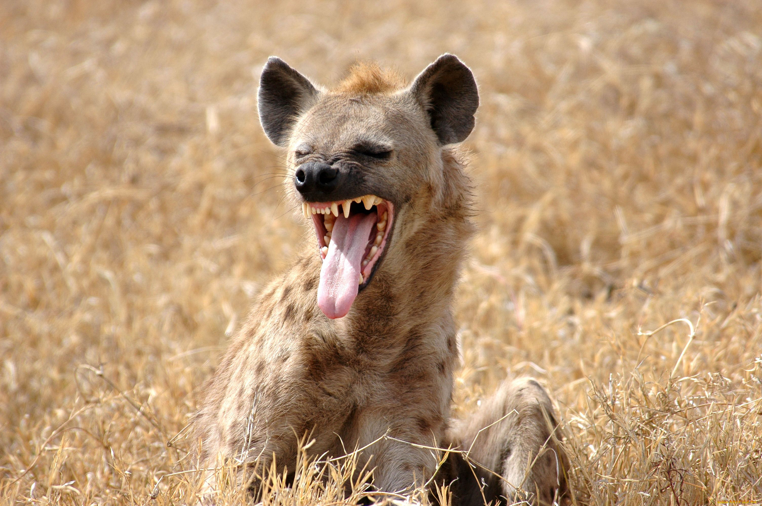 гиена, животные, гиены, гиеновые собаки, hyena, гиеновые, хищник, млекопита...